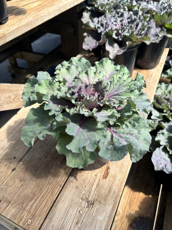 An image of Ornamental Cabbage 1 Qt