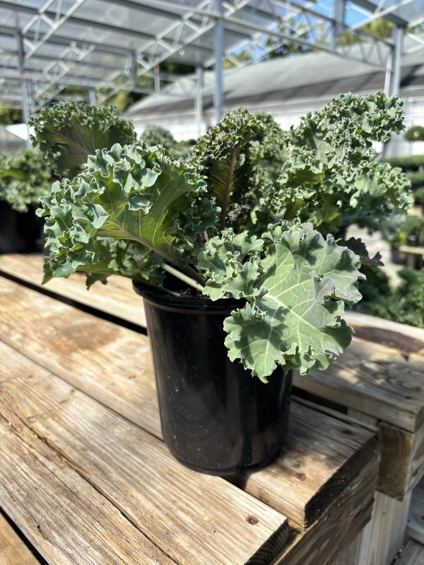 An image of Ornamental Kale 1 Gal