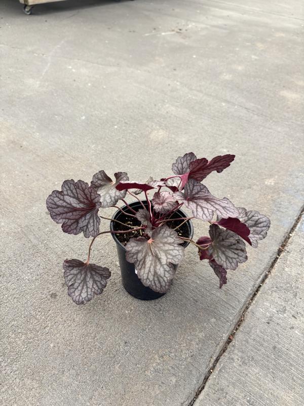 An image of Coral Bells 1 qt