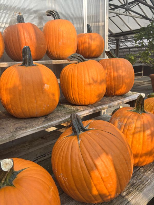 An image of Orange Carving Pumpkin Medium
