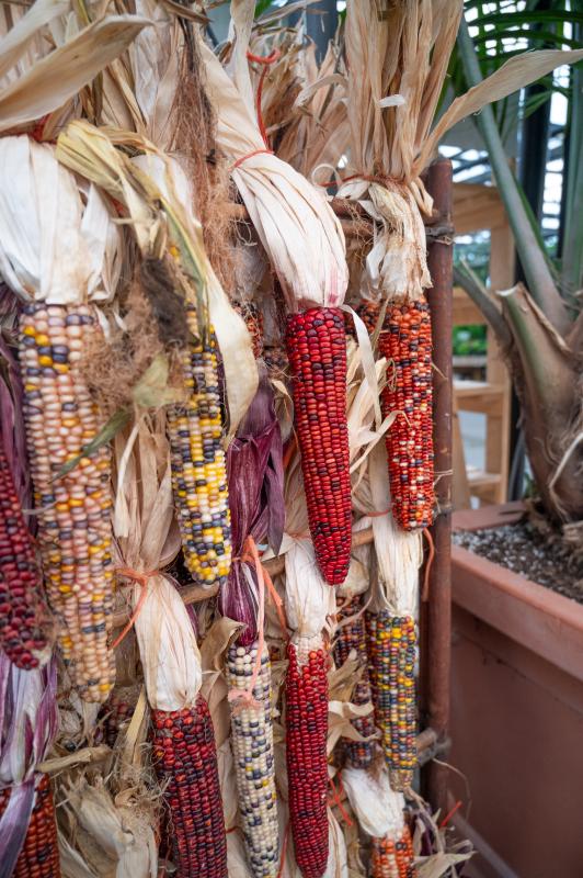 An image of Rainbow Corn