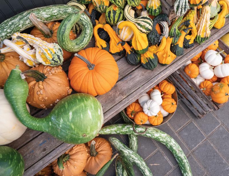 An image of Funky Pumpkins/Gourds Extra-Large