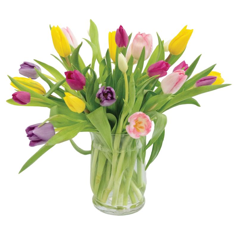 An image of 2 Dozen Mixed Tulips