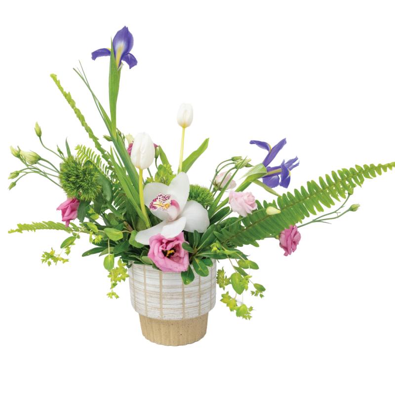 An image of Morning Dew Standard