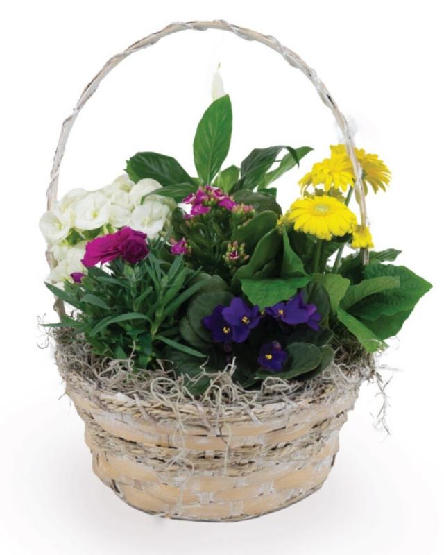 An image of Basket of Blooming 10-11"