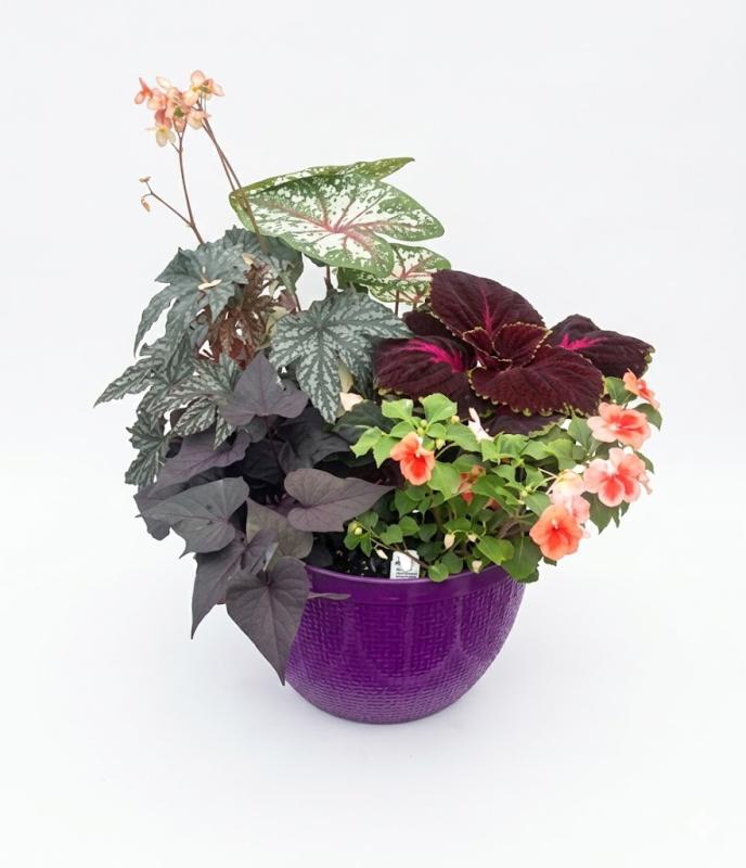 An image of Combo Pot Shade 12" Vibrant Pot