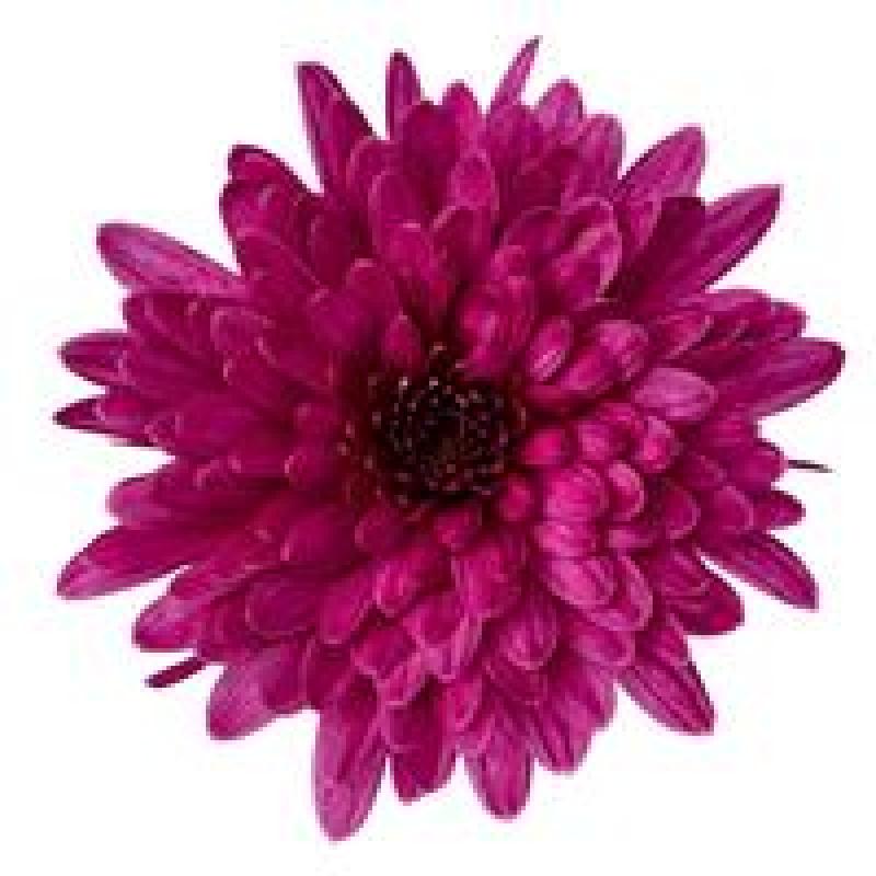 An image of Fall Mum - Morgana Purple