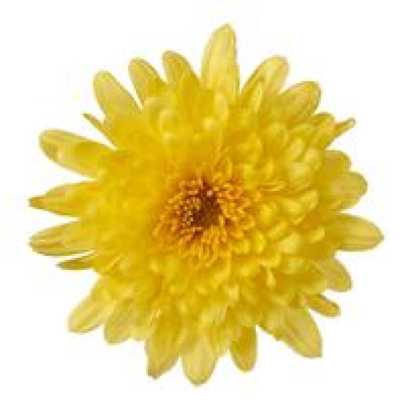 An image of Fall Mum - Chelsey Yellow