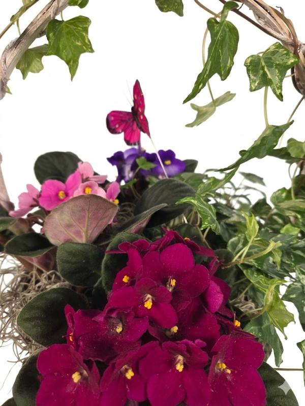 An image of Benken Violets And Butterflies Standard
