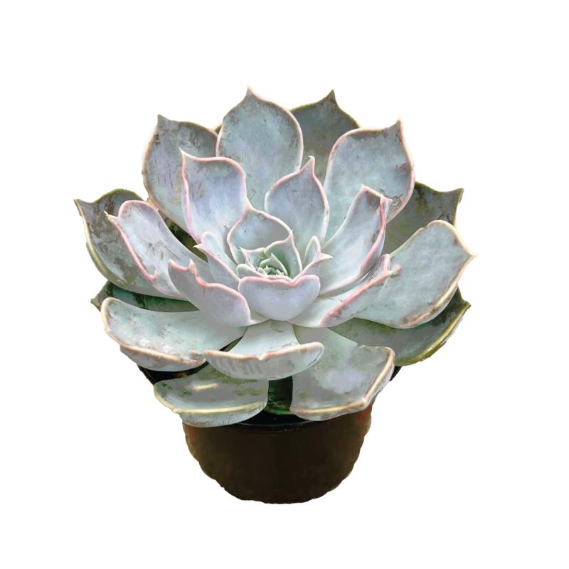 An image of Echeveria Succulent