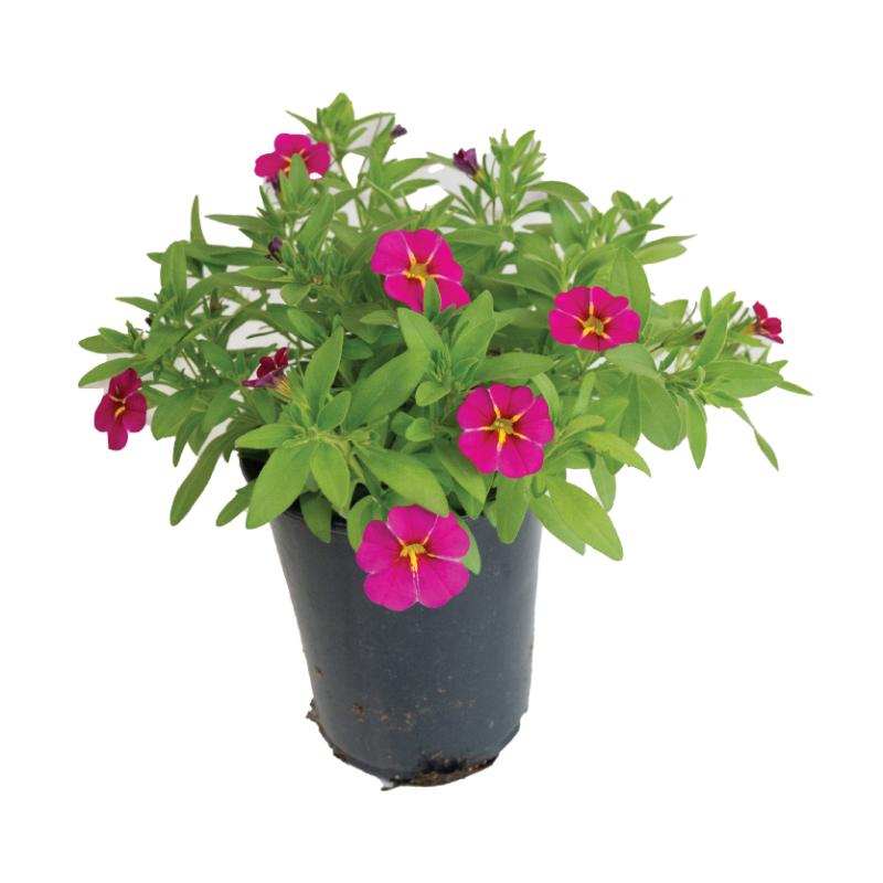 An image of Calibracoah Pink