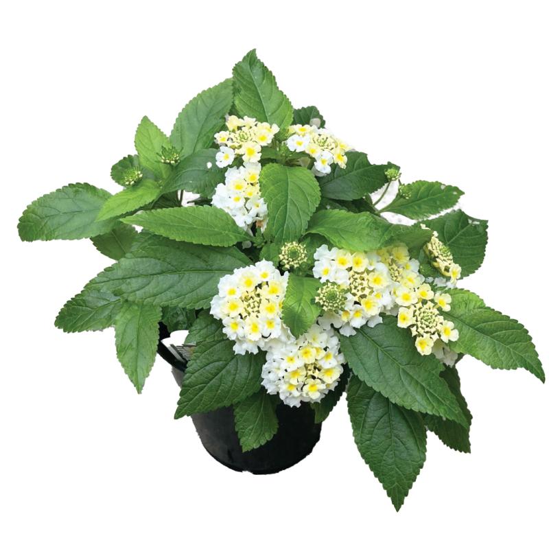 An image of Lantana - Little Lucky White