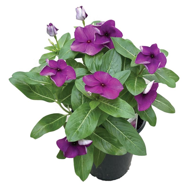 An image of Upright Vinca - Tattoo Blueberry