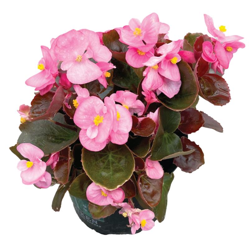 An image of Wax Begonia - Bada Boom Rose - 6.5"