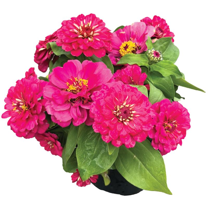 An image of Zinnia Dreamland Rose in a 6.5" Grow Pot