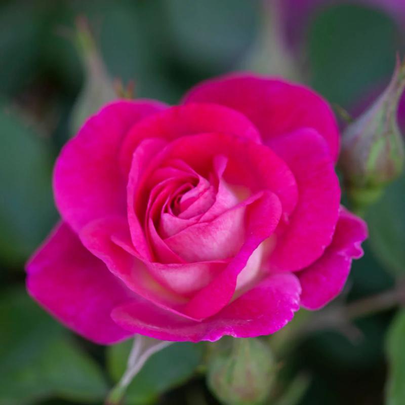 An image of Easy to Please - Nursery Rose