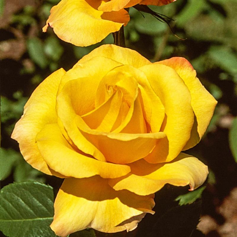 An image of Gold Medal - Nursery Rose