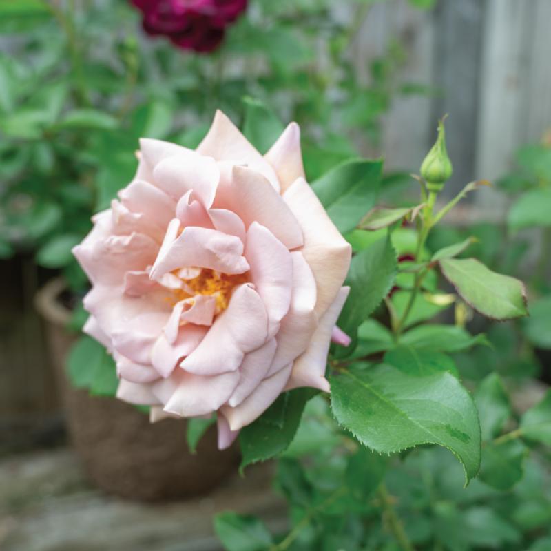 An image of Koko Loko Nursery Rose
