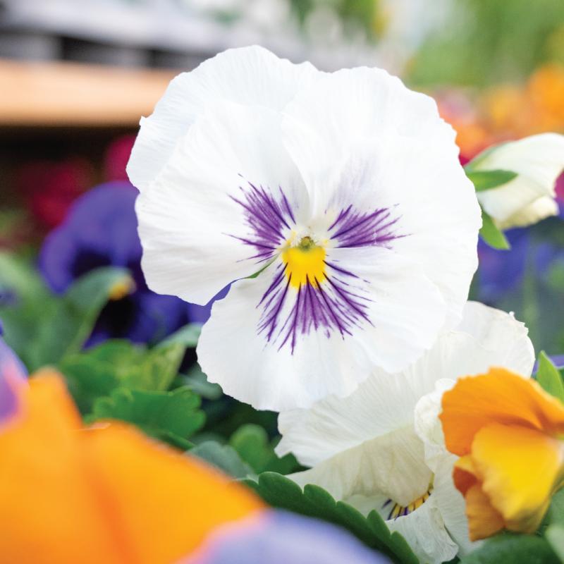 An image of Pansy