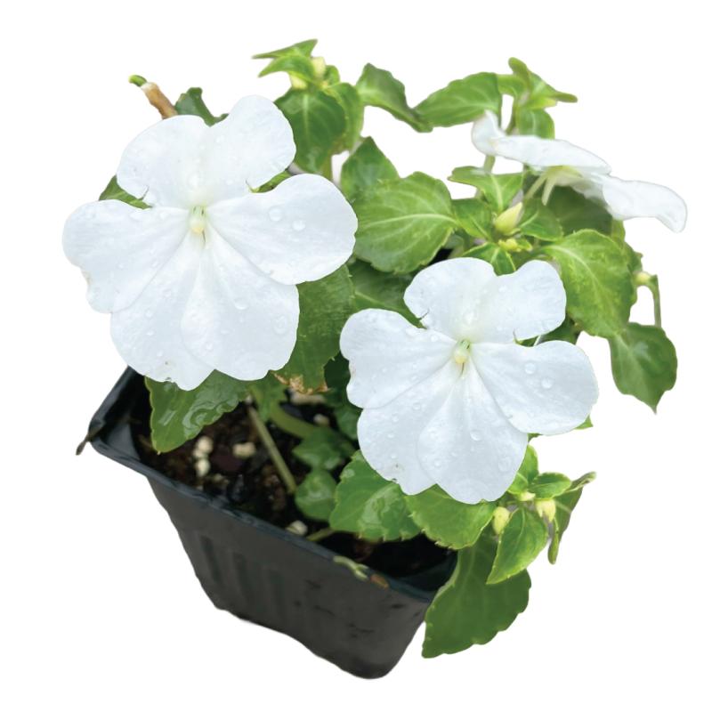 An image of Impatiens - White - in a 3" Grow Pot