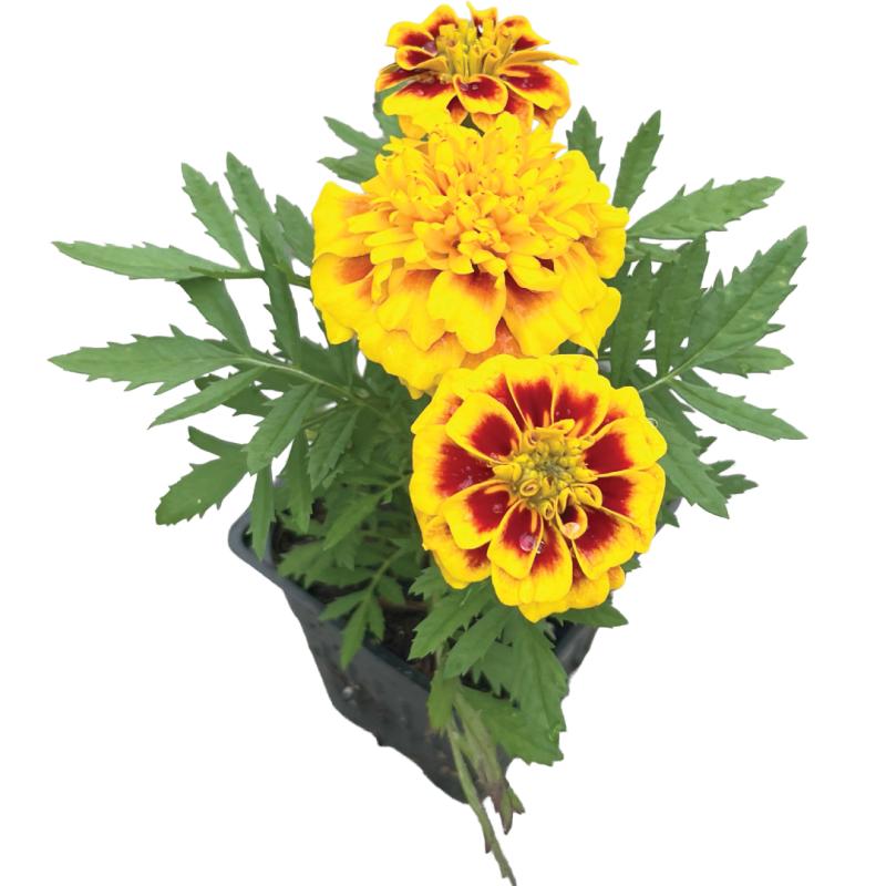 An image of Marigold SuperHero Yellow Bee in a 3" Grow Pot