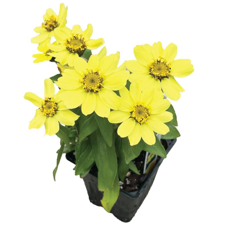 An image of Zinnia Zahara Yellow in a 3" Grow Pot