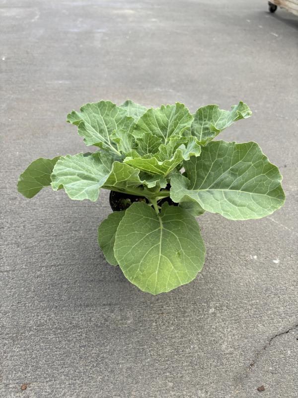An image of Ornamental Cabbage 1 Qt