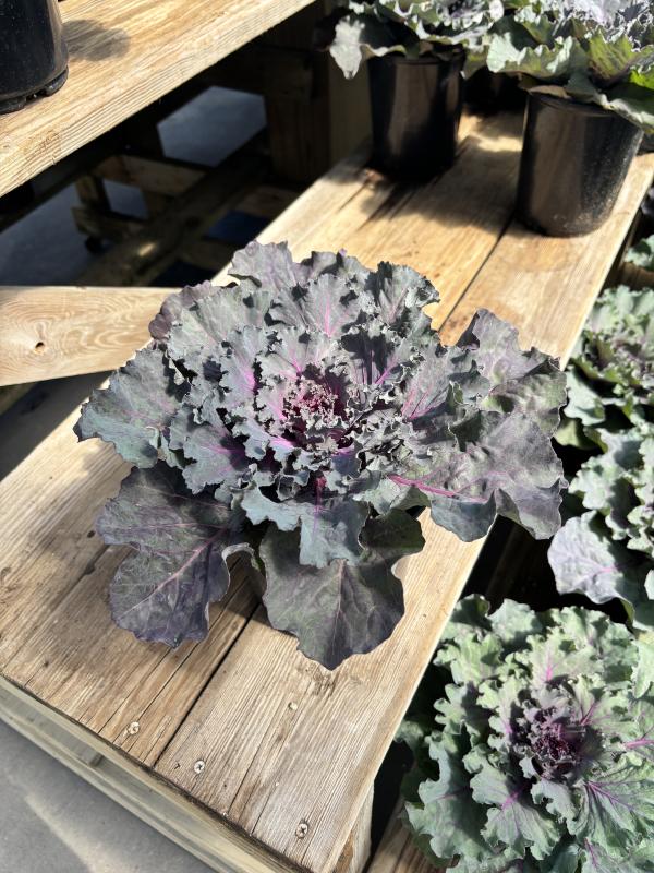 An image of Ornamental Cabbage 1 Qt