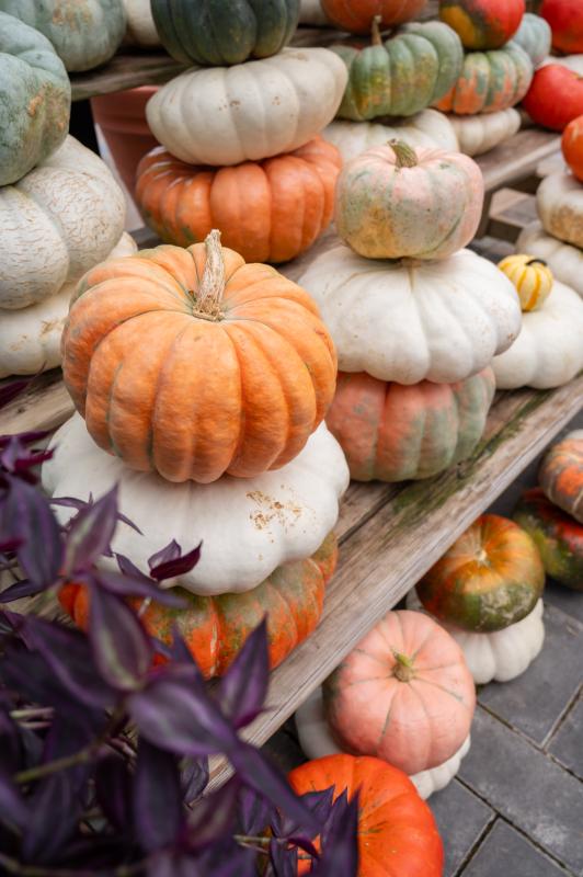 An image of Funky Pumpkins/Gourds Extra-Large