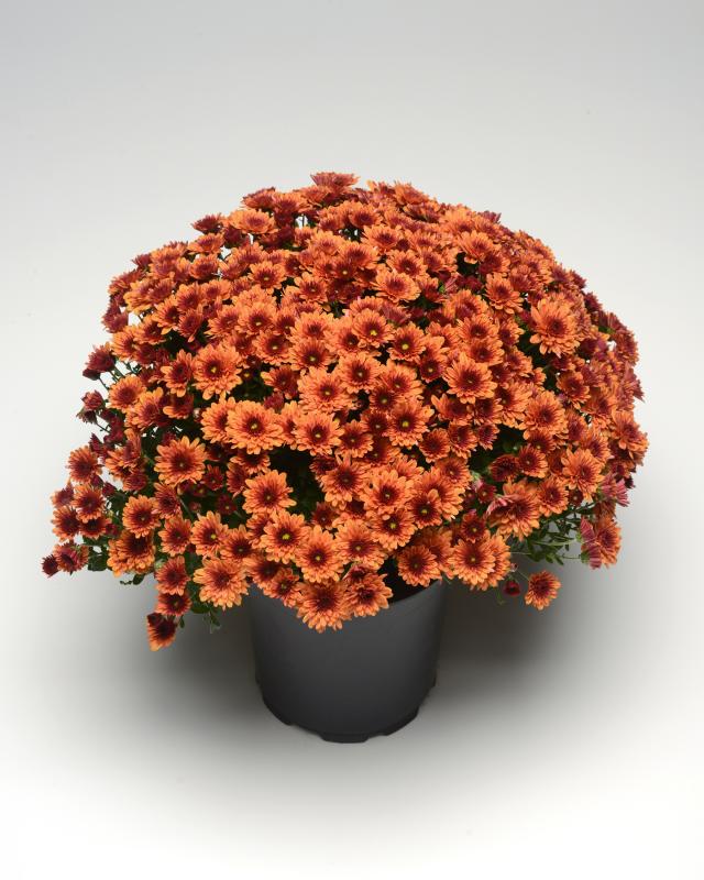 An image of Fall Mum - Popeye Orange