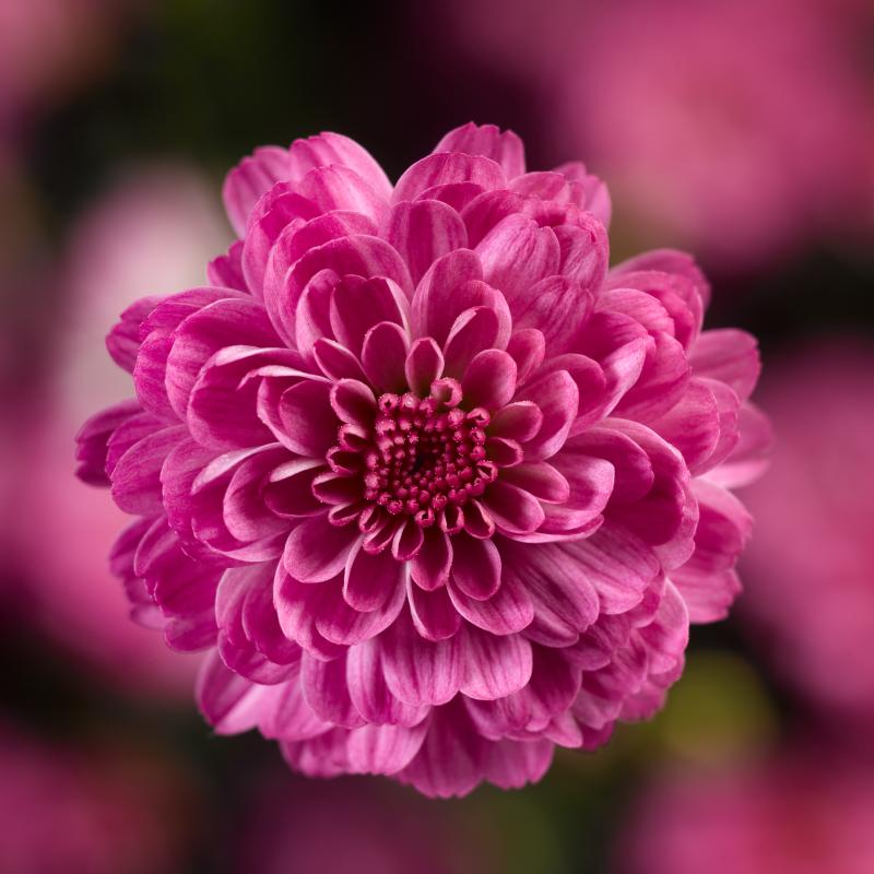An image of Fall Mum - Gigi Dark Pink