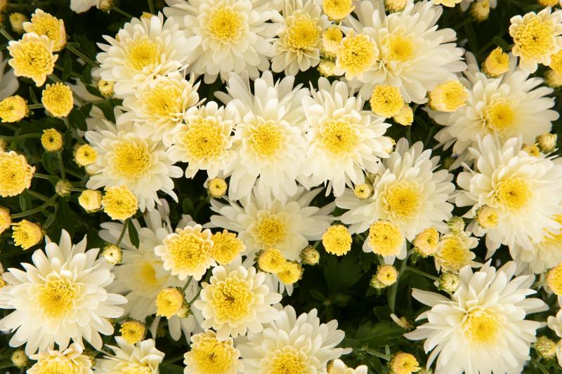 An image of Fall Mum - Pamela White