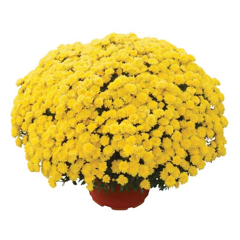 An image of Fall Mum - Rhonda Yellow
