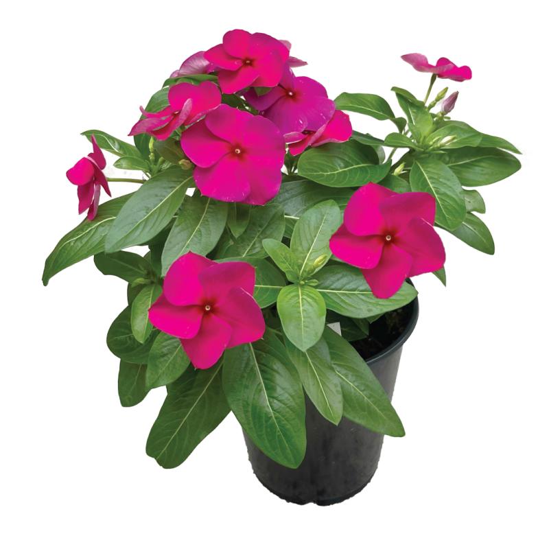 An image of Upright Vinca - Titan Burgundy