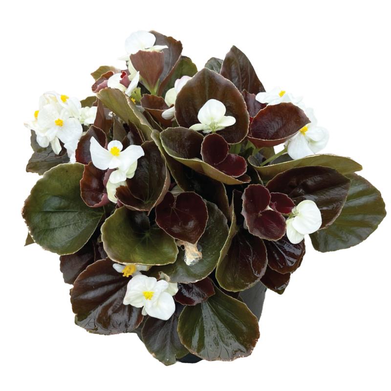 An image of Wax Begonia - Bada Boom White - 6.5"