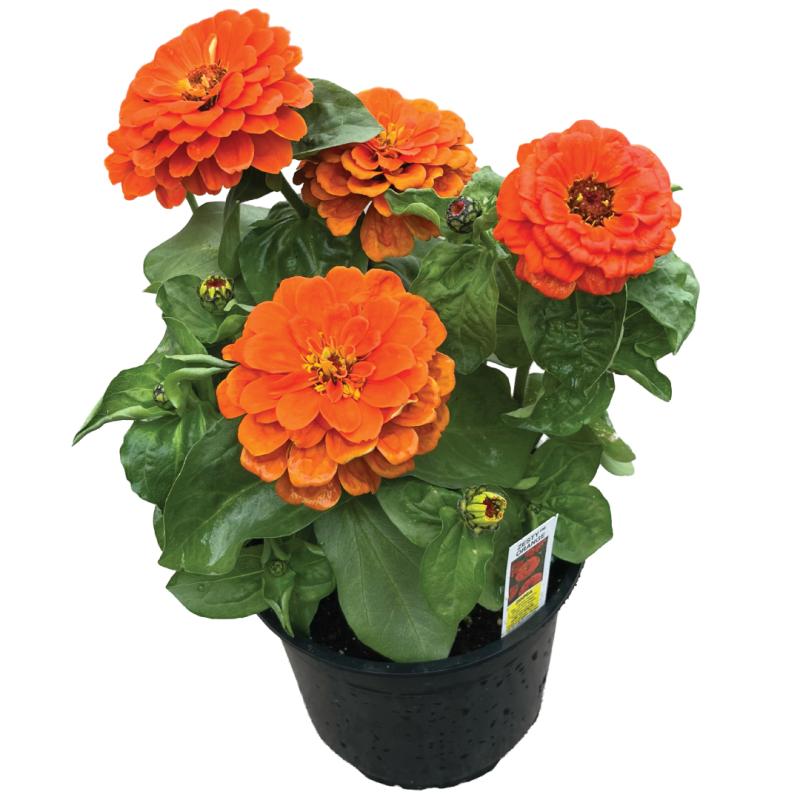 An image of Zinnia Zesty Orange in a 6.5" Grow Pot