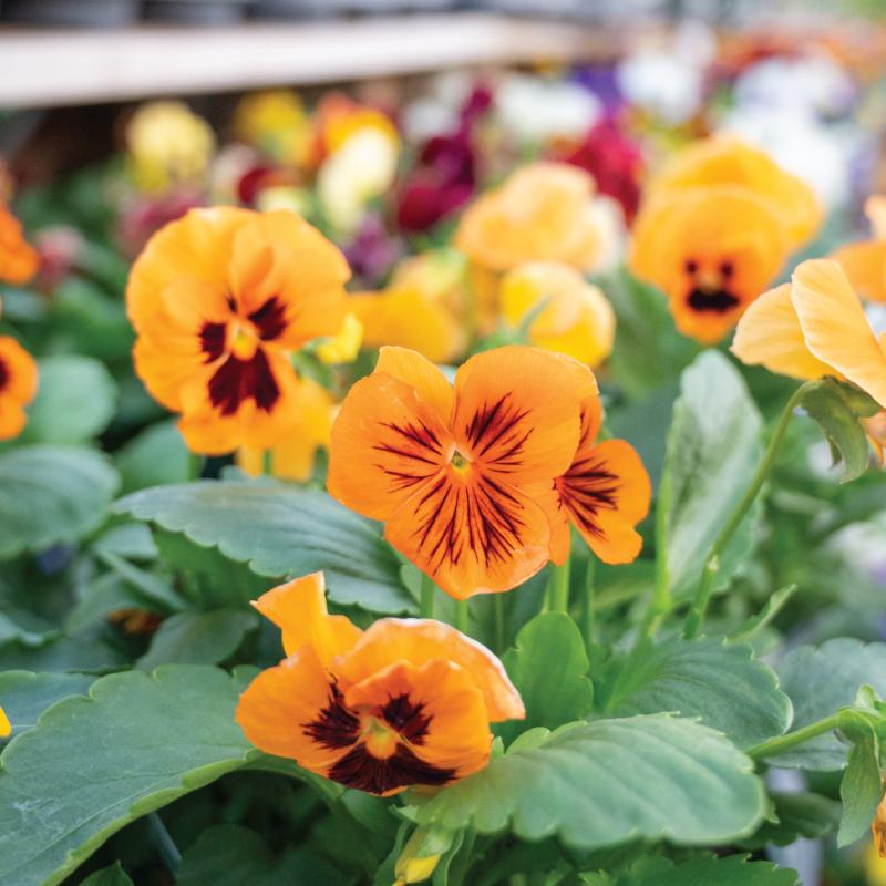 An image of Pansy