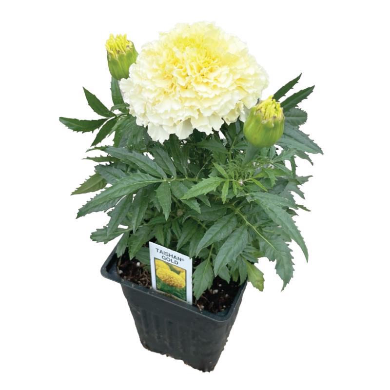 An image of Marigold Taishan Gold in a 3" Grow Pot