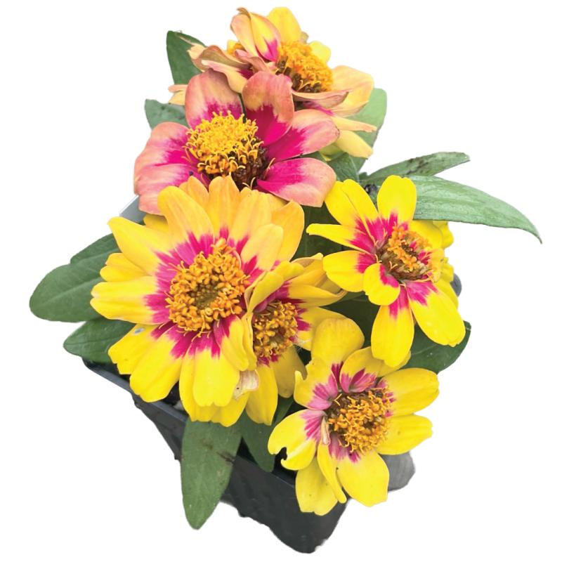 An image of Zinnia Profusion Red Yellow Bi-Color in a 3" Grow Pot