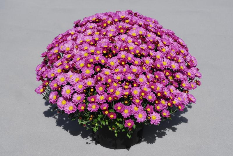 An image of Garden Mum - Amphion Purple