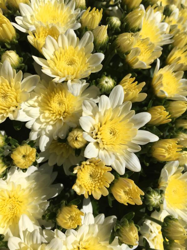 An image of Fall Mum - Morgana White