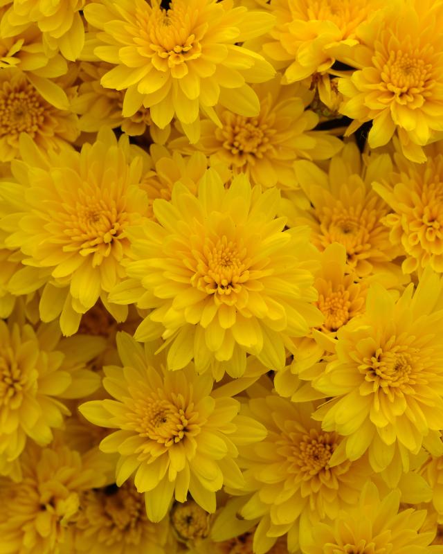 An image of Fall Mum - Gold Riot