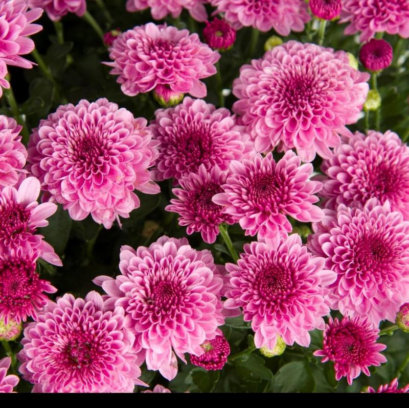 An image of Fall Mum - Cheryl Pink