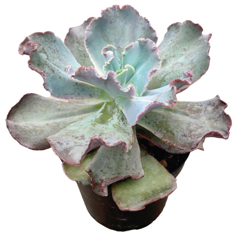 An image of Echeveria in 4" grow pot