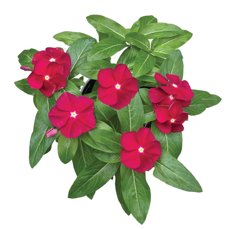 An image of Vinca - Titan Cranberry