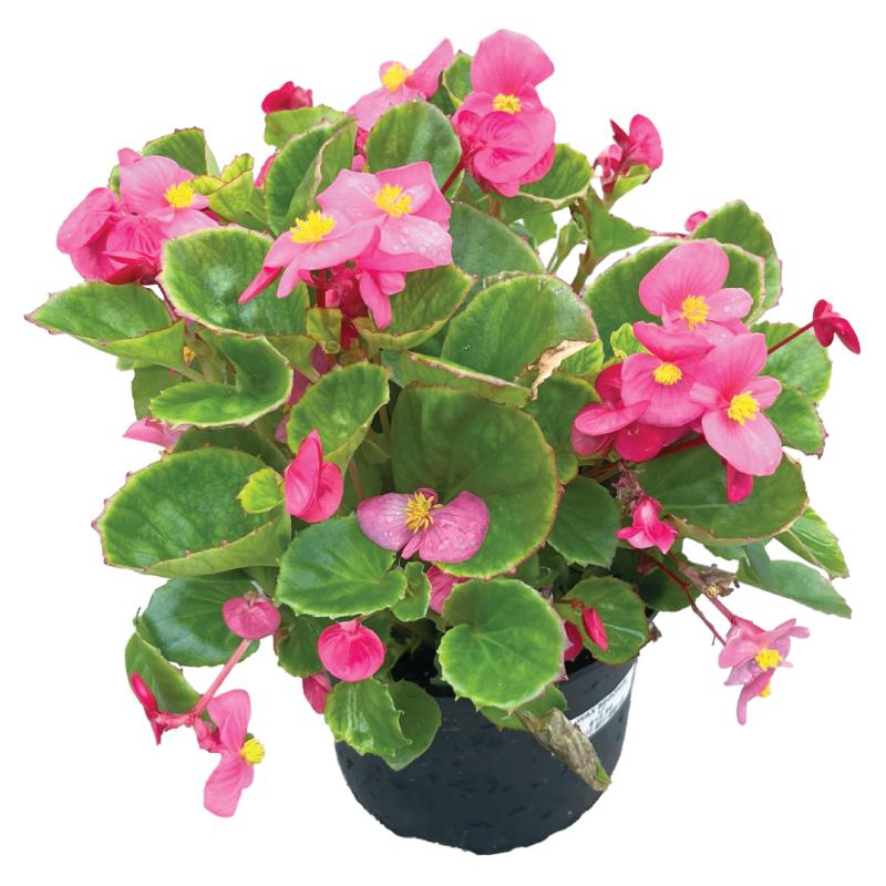 An image of Wax Begonia - Bada Bing Rose - 6.5"
