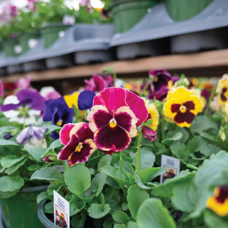 An image of Pansy