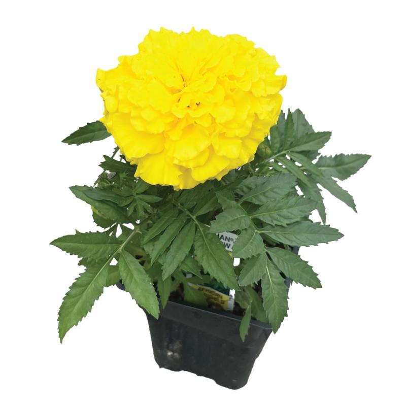 An image of Marigold Taishan Yellow in a 3" Grow Pot