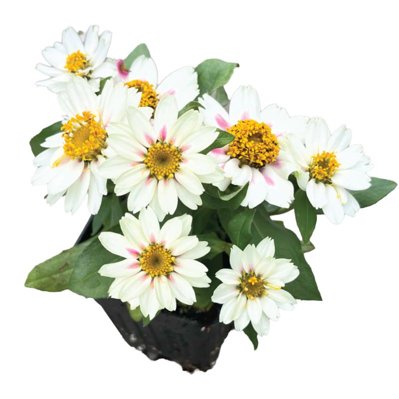 An image of Zinnia Zahara Starlight Rose in a 3" Grow Pot