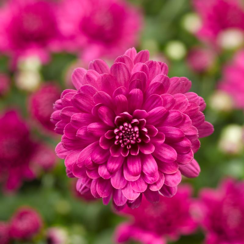 An image of Fall Mum - Danielle Purple
